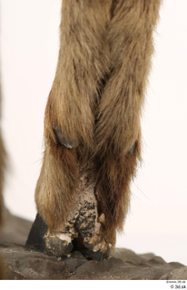 Alpine chamois Rupicapra rupicapra foot hoof leg 0017.jpg